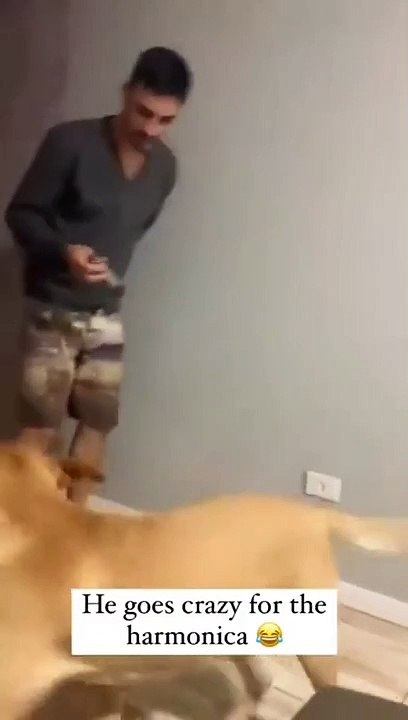 Ce chien apprécie beaucoup le son de l'harmonica