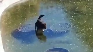 Un chat essaye d'attraper un poisson dans un lac gelé
