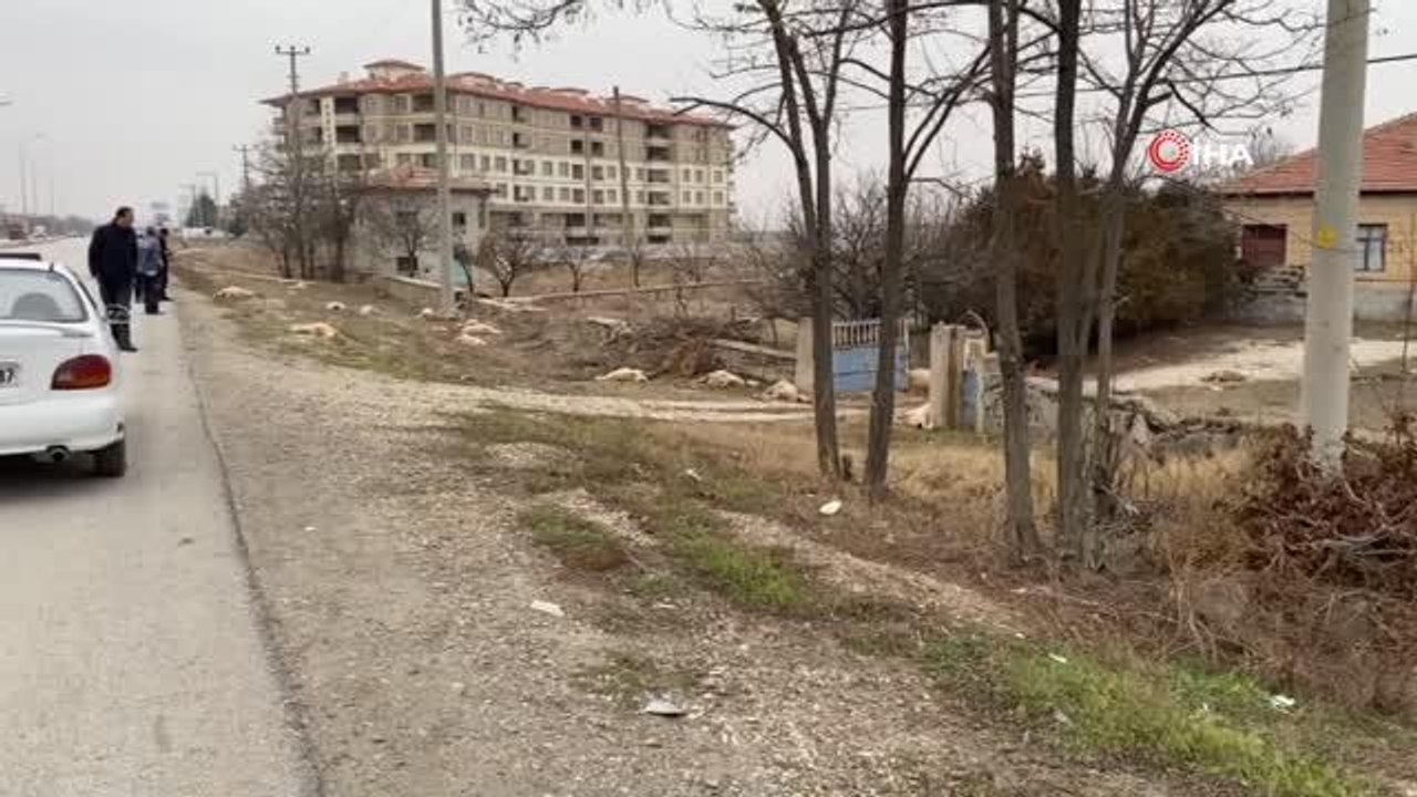Konya'da zehirli ot yiyen 50'den fazla koyun telef oldu