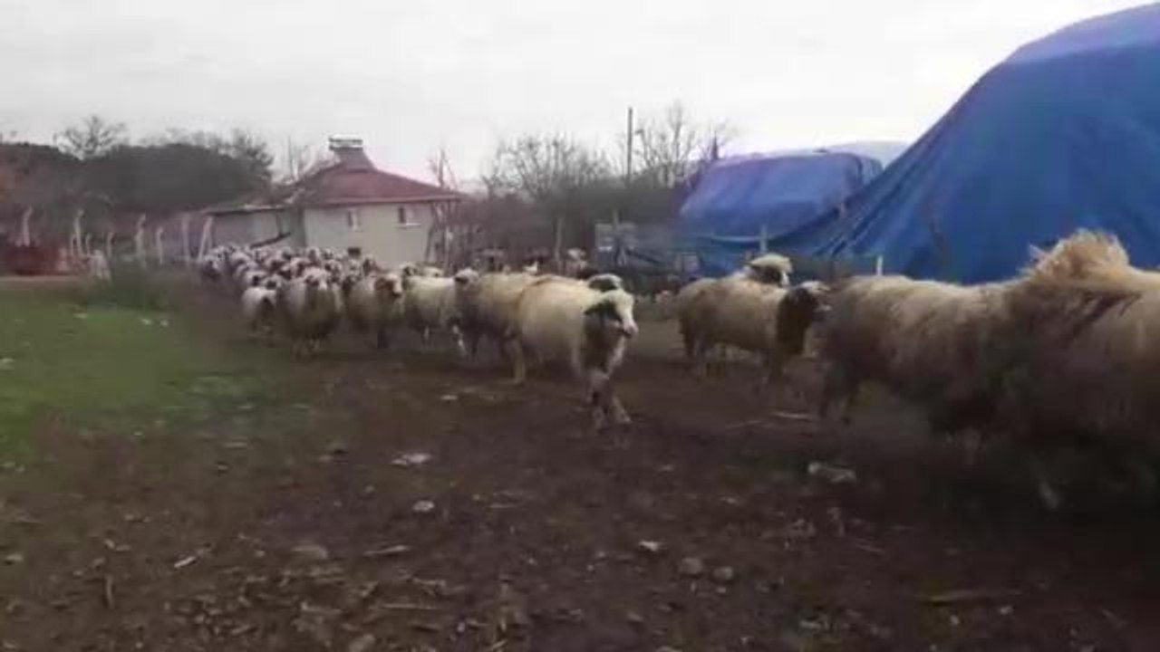 Amasya Çambükü'nde Mera Alanları Ellerinden Alınan Köylüler: "Bu Kadar Hayvanın Gübresi Burada Kaldı. Ne Yapalım, Valiliğe mi Yıkalım"