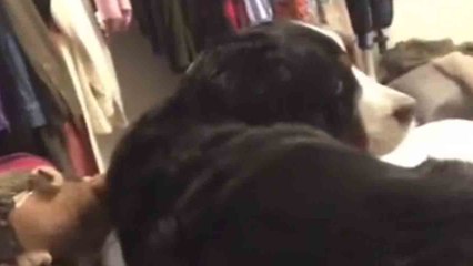 Woman shares funny footage of pet dog that invades personal space like it's her job
