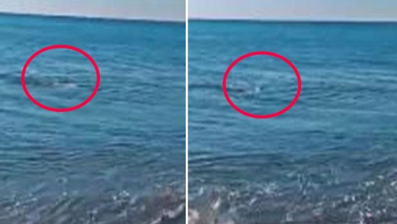 Kıyıdan denize olta atan balıkçının misinaya gelen hayvanı görünce korkudan elleri titredi