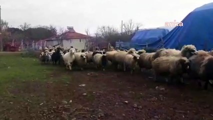 Amasya Çambükü'nde mera alanları köylülerin elinden alındı: "Bu kadar hayvanın gübresi burada kaldı; ne yapalım, valiliğe mi yıkalım"