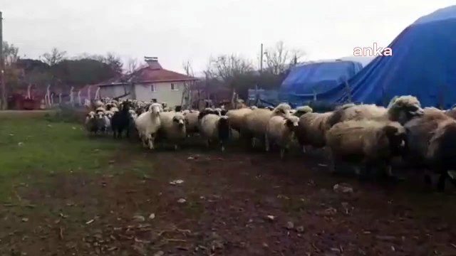 Amasya Çambükü'nde mera alanları köylülerin elinden alındı: Bu kadar hayvanın gübresi burada kaldı; ne yapalım, valiliğe mi yıkalım