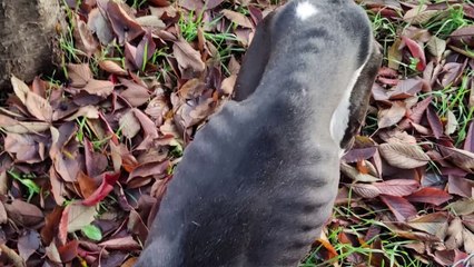 Allevamento lager, blitz di carabinieri e volontari: salvati 6 pitbull