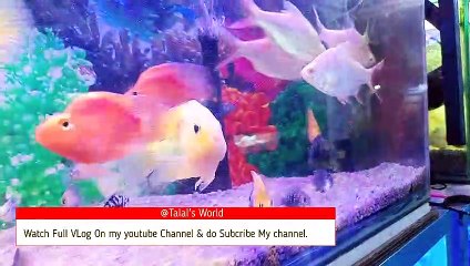 My fish tank | Vlog shorts by Talal's world