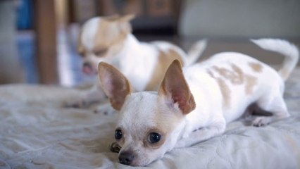 Having the very best Christmas with your favourite four-legged friend
