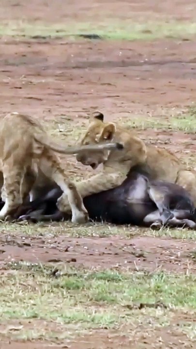 Wild animal video tiger attack