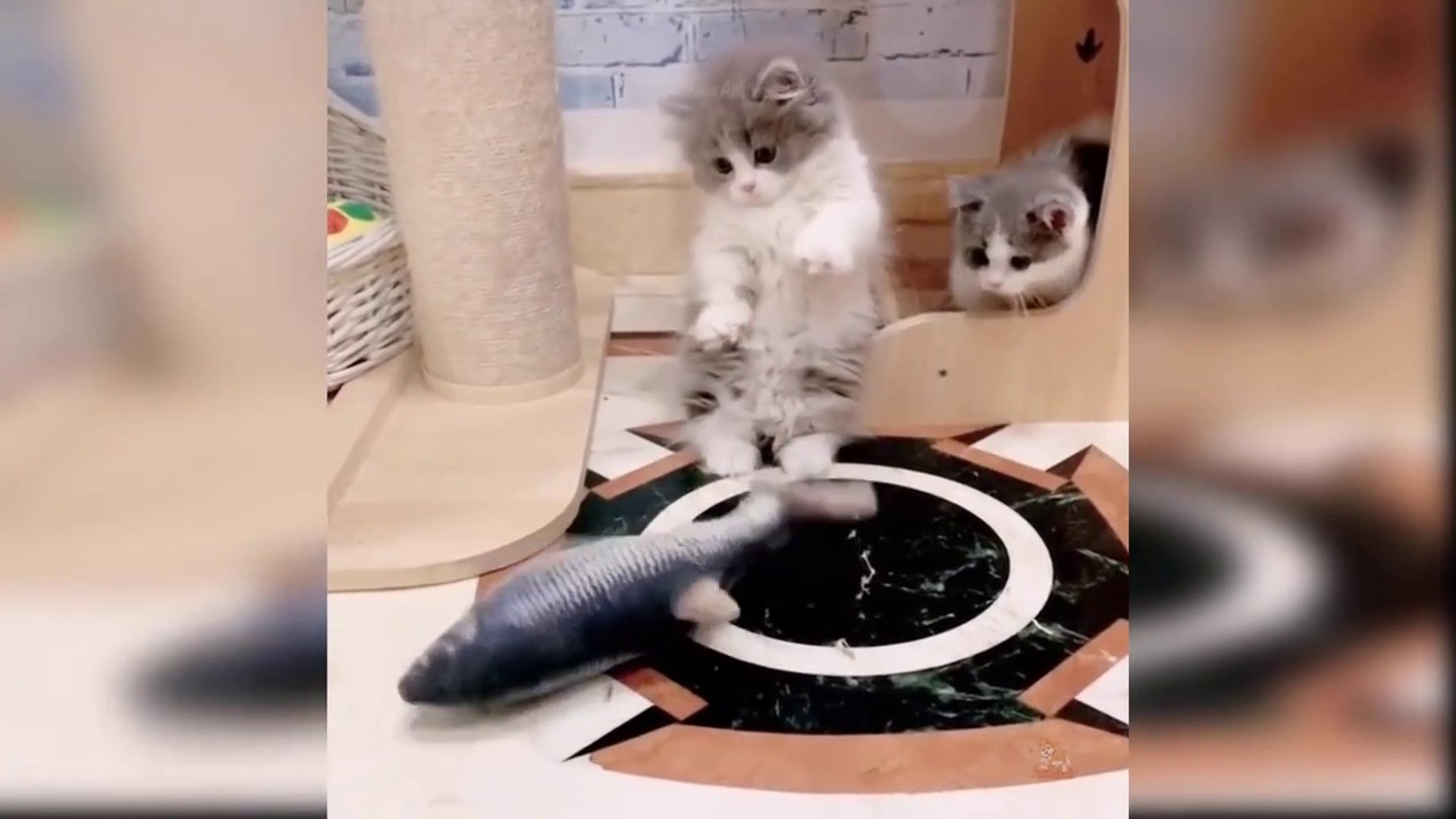 Funny animals - Funny cats dogs - Funny animal videos