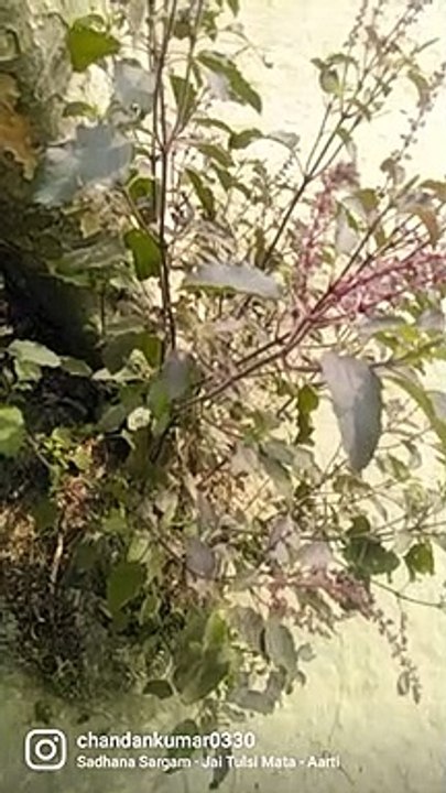 Jai Tulsi Mata Maiya Jai Tulsi Mata short video