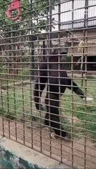 Ce gorille marche comme un gros dur... chef du zoo