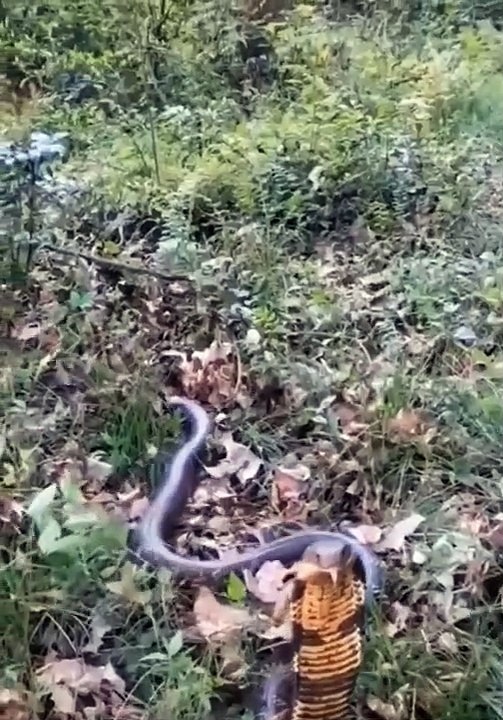 amazing snake #shorts (7)