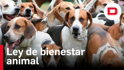 Podemos claudica y los perros de caza quedarán fuera de la ley de bienestar animal