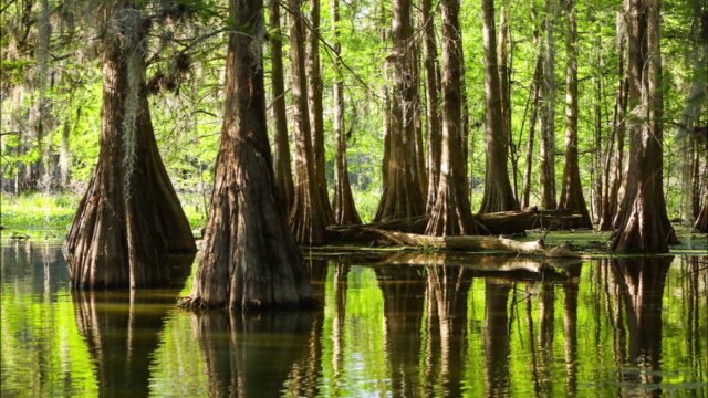 George Duke. At A Glance. Musique nature. Photos du Bayou