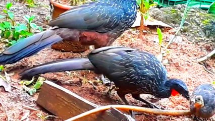 JACU E SEUS FILHOTES