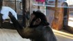 Capuchin Monkey Enjoys Cleaning Windows