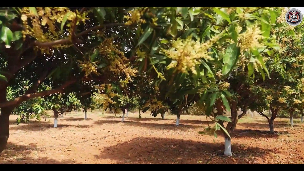 फैक्ट्री में MANGO Juice कैसे बनता है_ How Mango juice is produced in a factory_