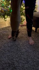 Helping a Stuck Cat Get Out of a Hoodie Sleeve