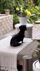Goofy Dachshund Wiggles Around on Back