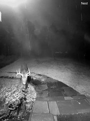 Deer Caught Eating Shrubs by Doorbell Camera