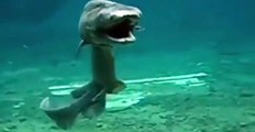 prehistoric shark 80 million years