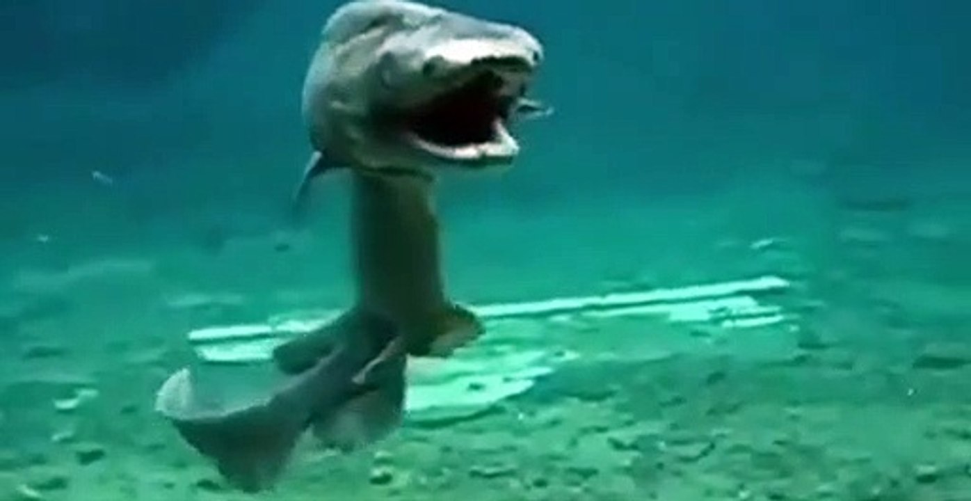 prehistoric shark 80 million years