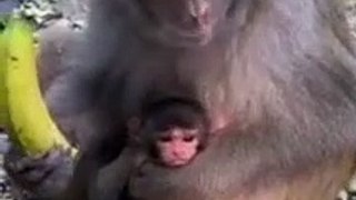 Animals funny moments