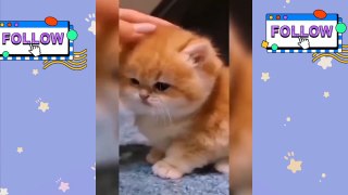 kumpulan video kucing lucu #1 - video kucing