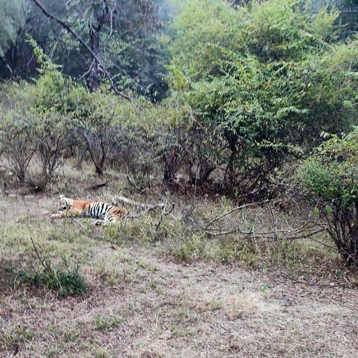 फिर बिगड़ी बाघ टी 57 की तबियत