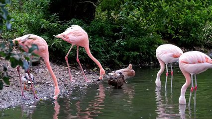 Flamingo Birds