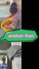 Anakan ikan emas