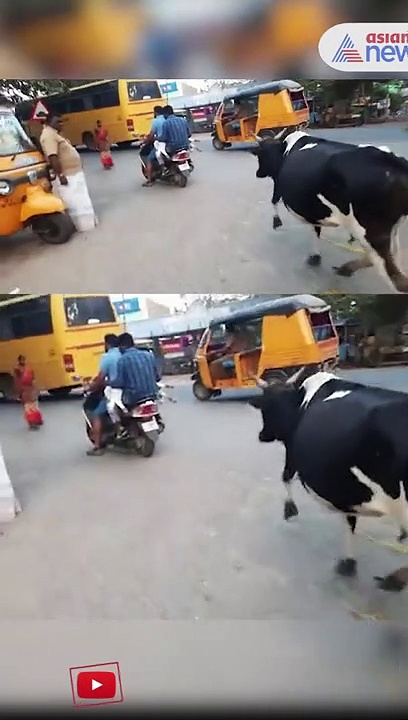 Watch : காஞ்சிபுரம்: கன்றுக்குட்டியின் பின்னால் ஓடிவரும் தாய் பசு! 