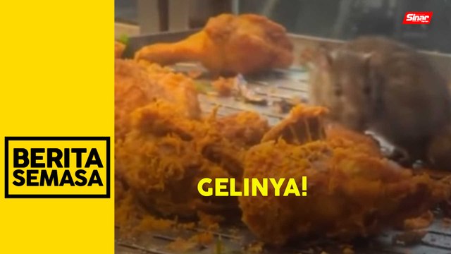 Jijik! Video tikus 'lepak' mamak, makan ayam tular