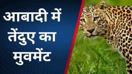 राजसमंद: खूंखार तेंदुए का आतंक, देखिए LIVE वीडियो कैसे एक कुत्ते का किया शिकार?