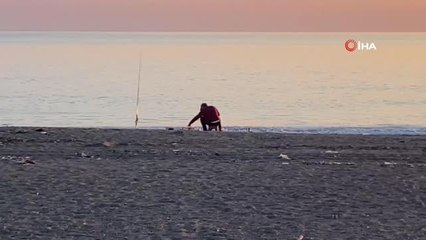 Sürüden ayrılan flamingo sahile indi