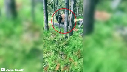 8 Bison Encounters You Won't Believe Happened