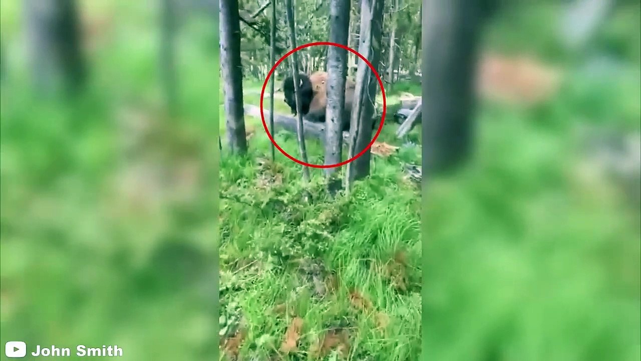 8 Bison Encounters You Won't Believe Happened