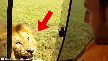 12 Times Humans Messed With The Wrong Animals