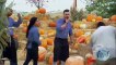 Halloween Wars - Se7 - Ep0 Special - Hayride of Horror - When Pumpkins Fight Back HD Watch HD Deutsch