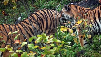 'Big Cat Week' Russia's Wild Tiger (2022) Watch HD HD Deutsch