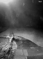 Deer Caught Eating Shrubs by Doorbell Camera