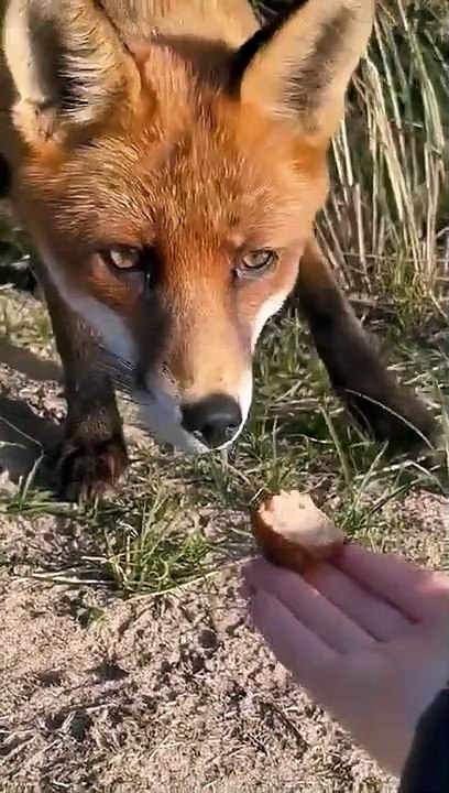 Girl Feeds Wild Fox