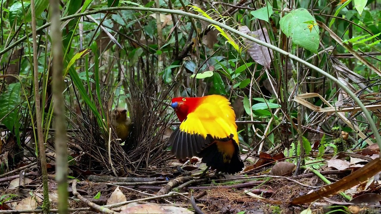 HEART-WARMING BIRDS' MATING RITUALS | NATURE'S BEAUTY!!!