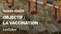 Grippe aviaire : le gouvernement veut vacciner les volailles à l'automne 2023