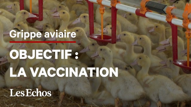 Grippe aviaire : le gouvernement veut vacciner les volailles à l'automne 2023