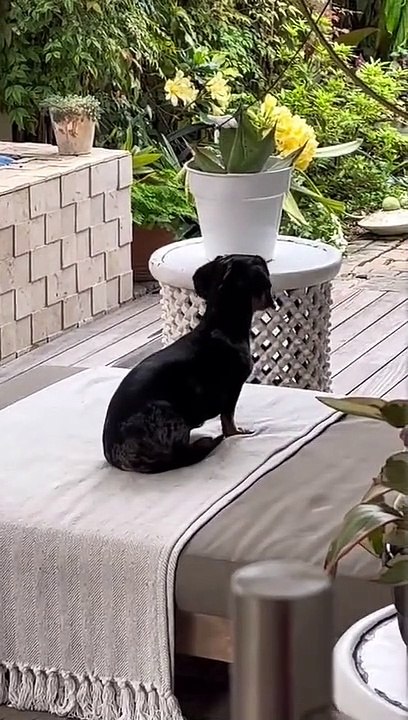 Goofy Dachshund Wiggles Around on Back