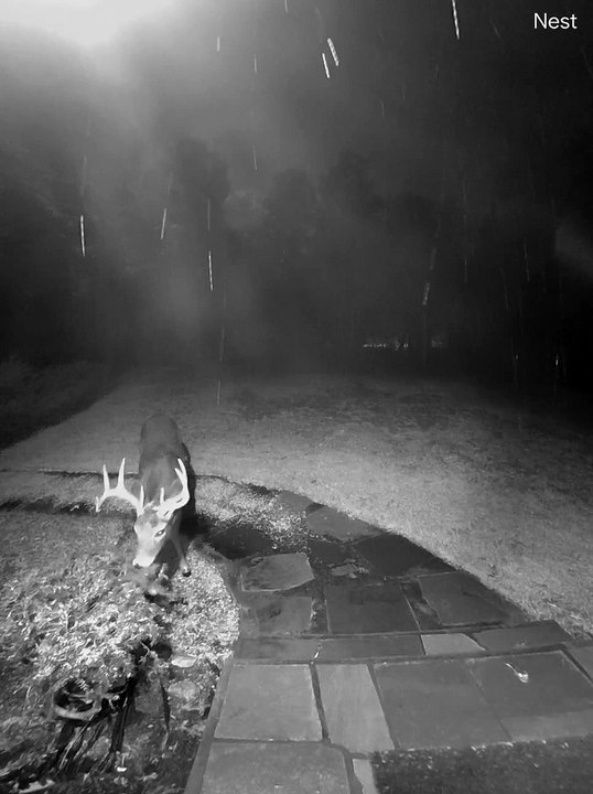 Deer Caught Eating Shrubs by Doorbell Camera