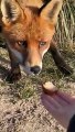 Girl Feeds Wild Fox