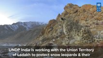 La India intenta salvar el ecosistema para proteger al leopardo de las nieves