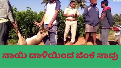 ಬೀದಿ ನಾಯಿಗಳ ದಾಳಿಗೆ ಕೃಷ್ಣಮೃಗ ಬಲಿ!